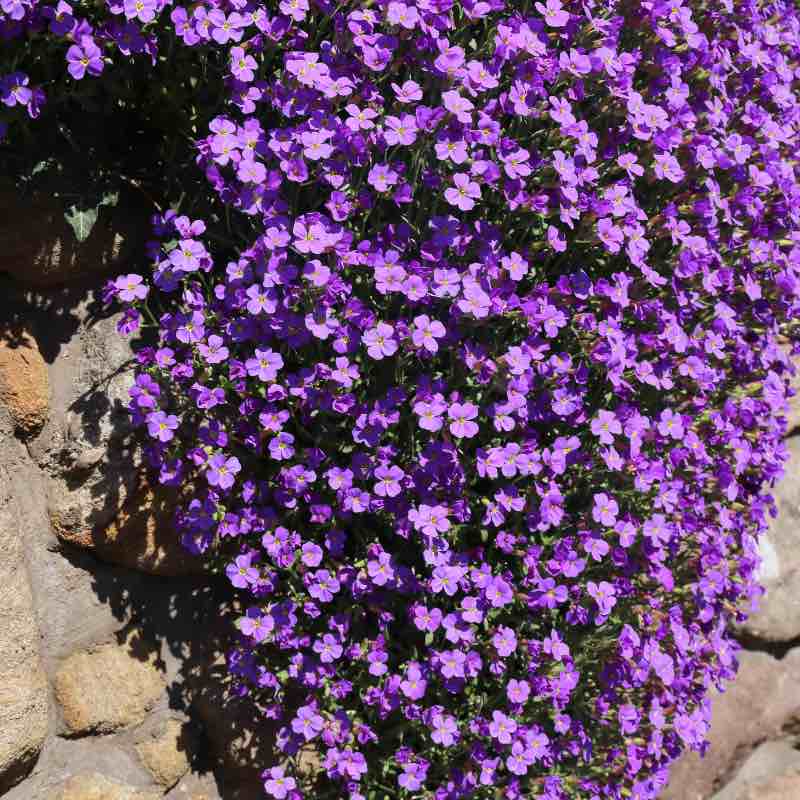 Purple Aubrieta Deltoida (Rock Cress) flowers cascading over a stone wall.