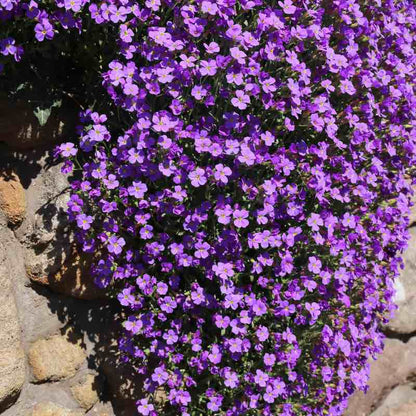 Purple Aubrieta Deltoida (Rock Cress) flowers cascading over a stone wall.