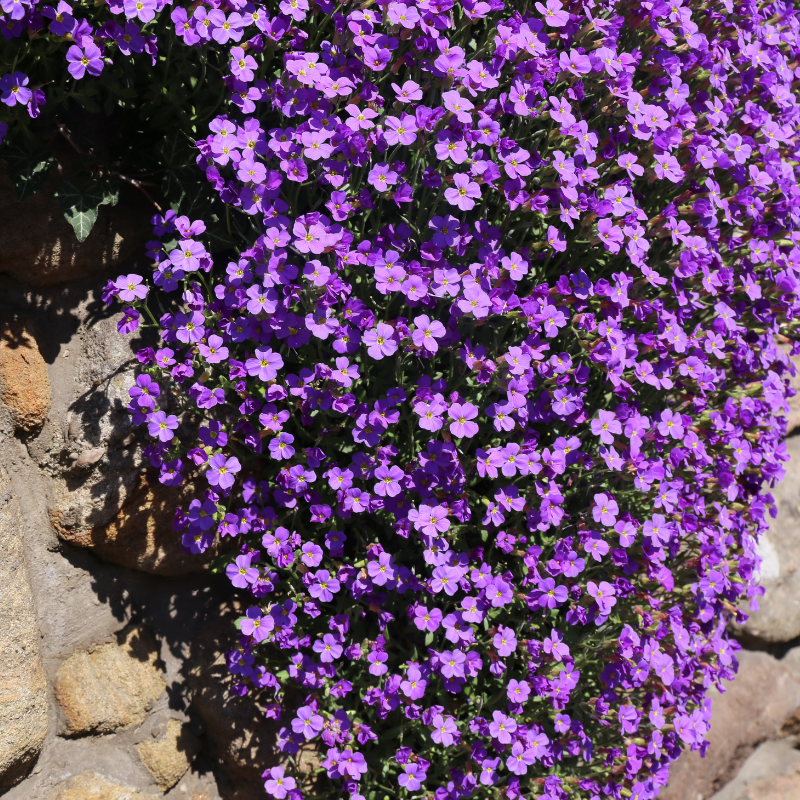 Purple aubrieta flowers growing on a rocky surface