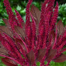 Load image into Gallery viewer, red amaranth - Gardening Plants And Flowers