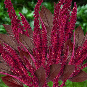 red amaranth - Gardening Plants And Flowers