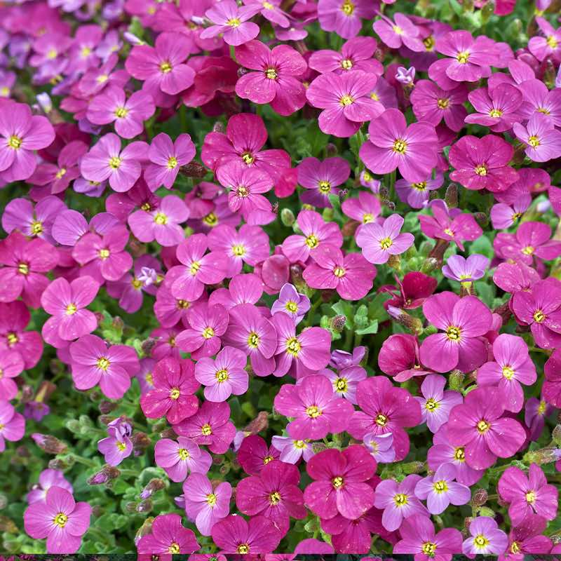 Close-up of vibrant aubrieta red flowers with yellow centers.