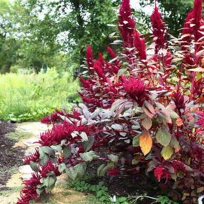 Red feather amaranth plants in a garden setting with greenery.