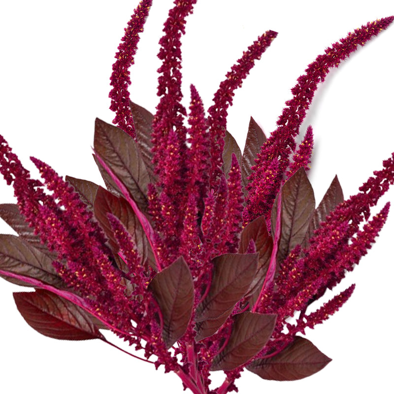 Amaranthus Seeds - Red Garnet Amaranth