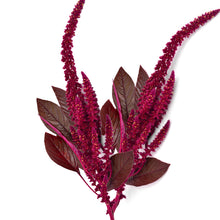 Load image into Gallery viewer, amaranthus red - Gardening Plants and Flowers