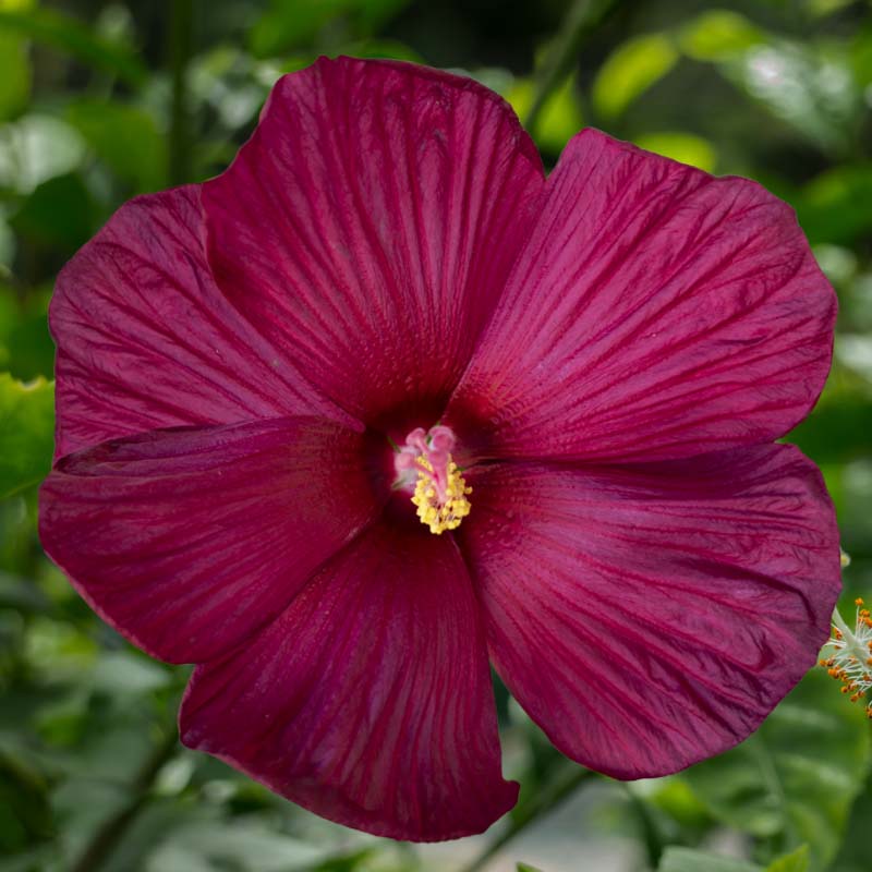 Hibiscus Seeds - Hibiscus Luna Series