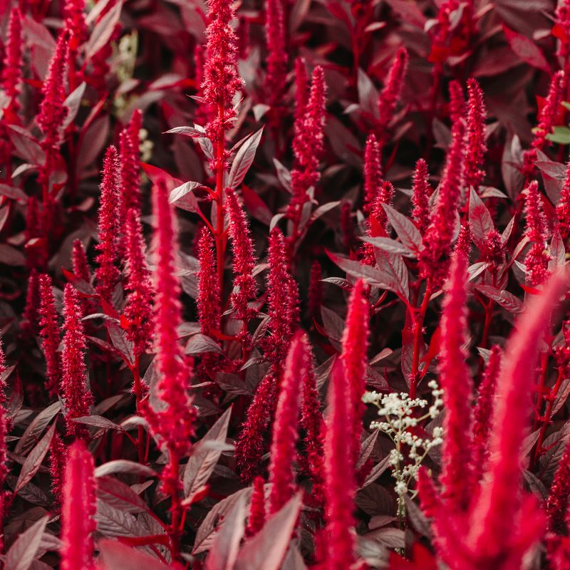 Close-up of red amaranth plants with dark green leaves.