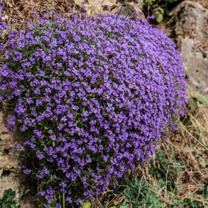 ground cover purple - purple flowering aubrieta growing on a rocky surface