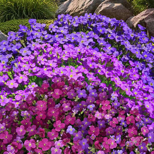 aubrieta hybrida royal mix in purple and pink with rocks and grass in the background - Gardening Plants And Flower 