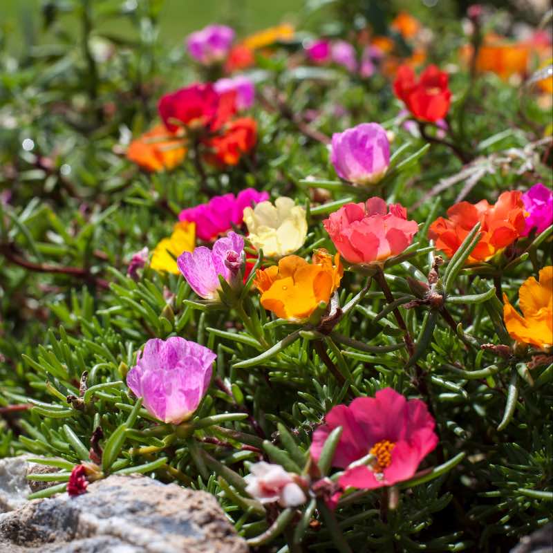 Colorful Portulaca flowers with green leaves on a natural background