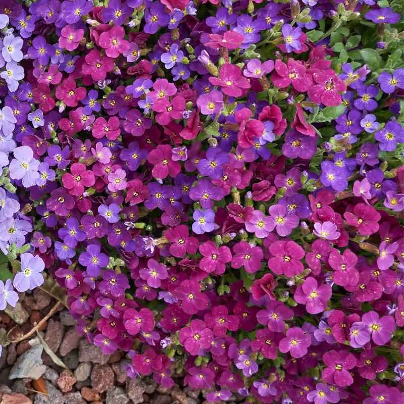 Rock Cress Aubrieta Hybrida Royal MIX Ground Cover 200 Seeds ...