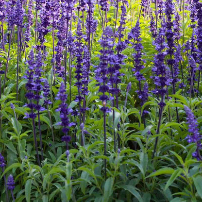 Field of purple Mealy Blue Sage flowers with green leaves