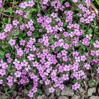 Close-up of a cluster of Saponaria Ocymoides small pink flowers with green leaves.