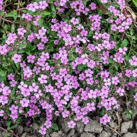 Close-up of a cluster of Saponaria Ocymoides small pink flowers with green leaves.