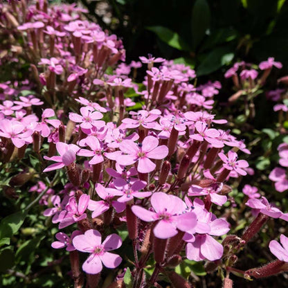 Saponaria Ocymoides Seeds - Rock Soapwort - Creeping Pink Soapwort