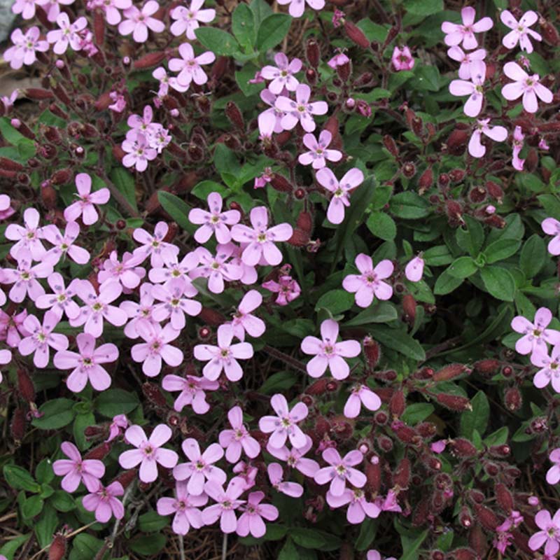 Saponaria Ocymoides Seeds - Rock Soapwort - Creeping Pink Soapwort