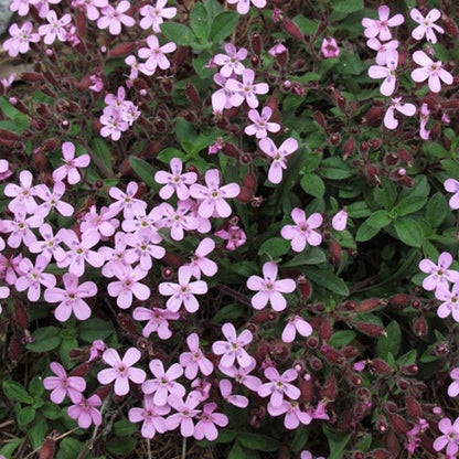 Saponaria Ocymoides Seeds - Rock Soapwort - Creeping Pink Soapwort