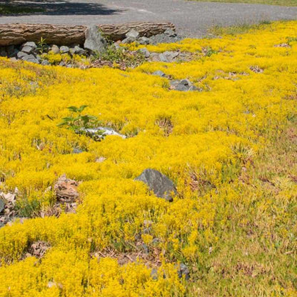 Sedum yellow flowers covering a rocky landscape with a road in the background