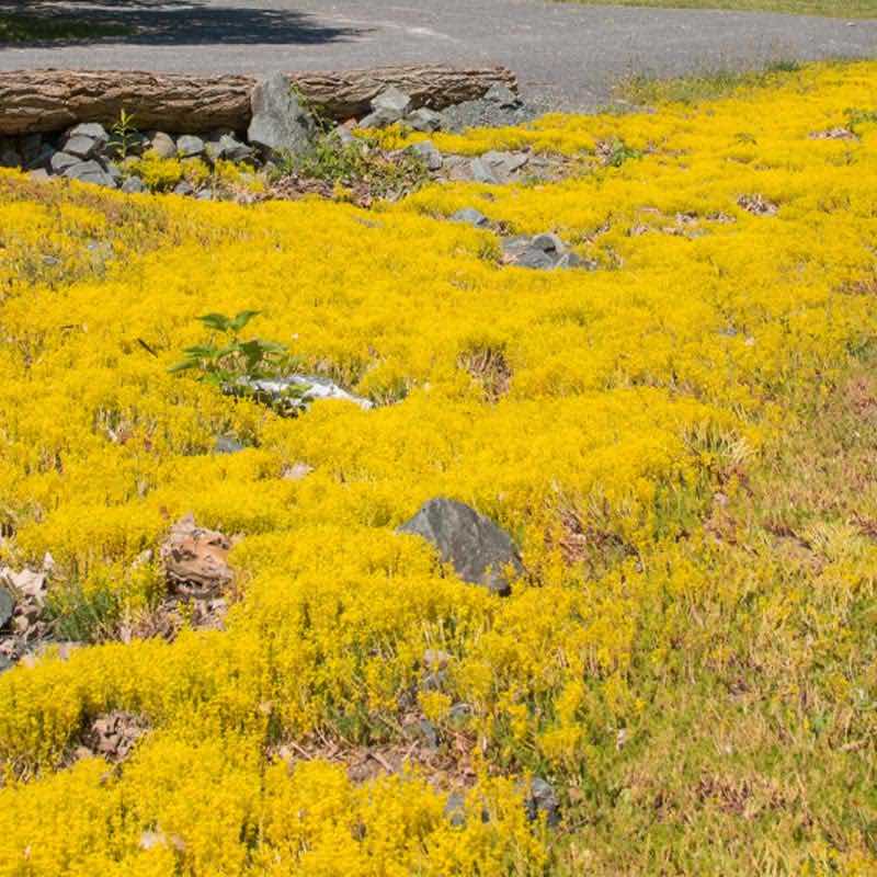 Sedum yellow flowers covering a rocky landscape with a road in the background