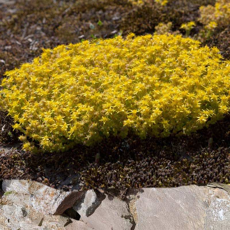 sedum acre yellow ground cover plant on a stone surface with moss