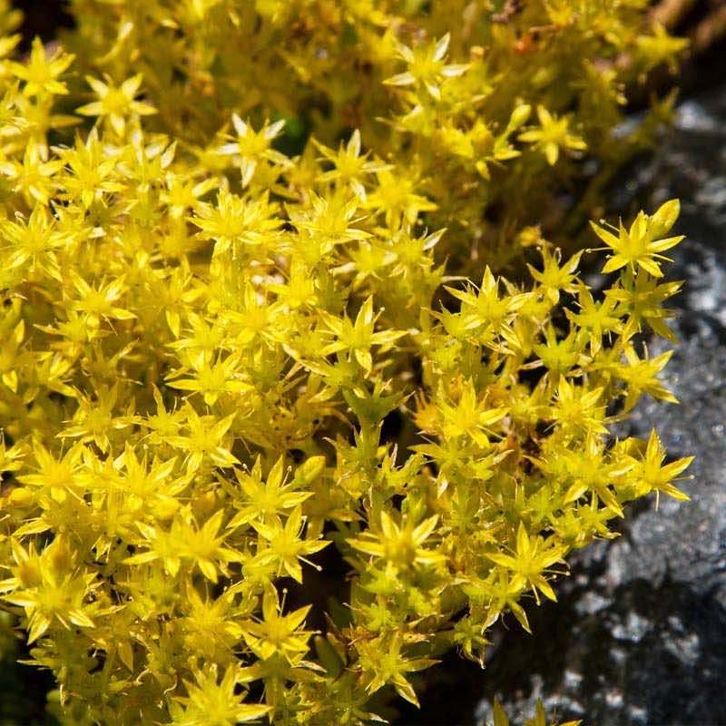 Close-up of bright yellow star-shaped sedum flowers with a blurred stone background