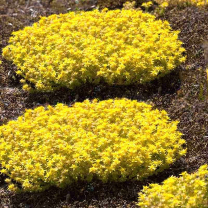 Close-up of sedum acre yellow ground cover plants on a dark soil background