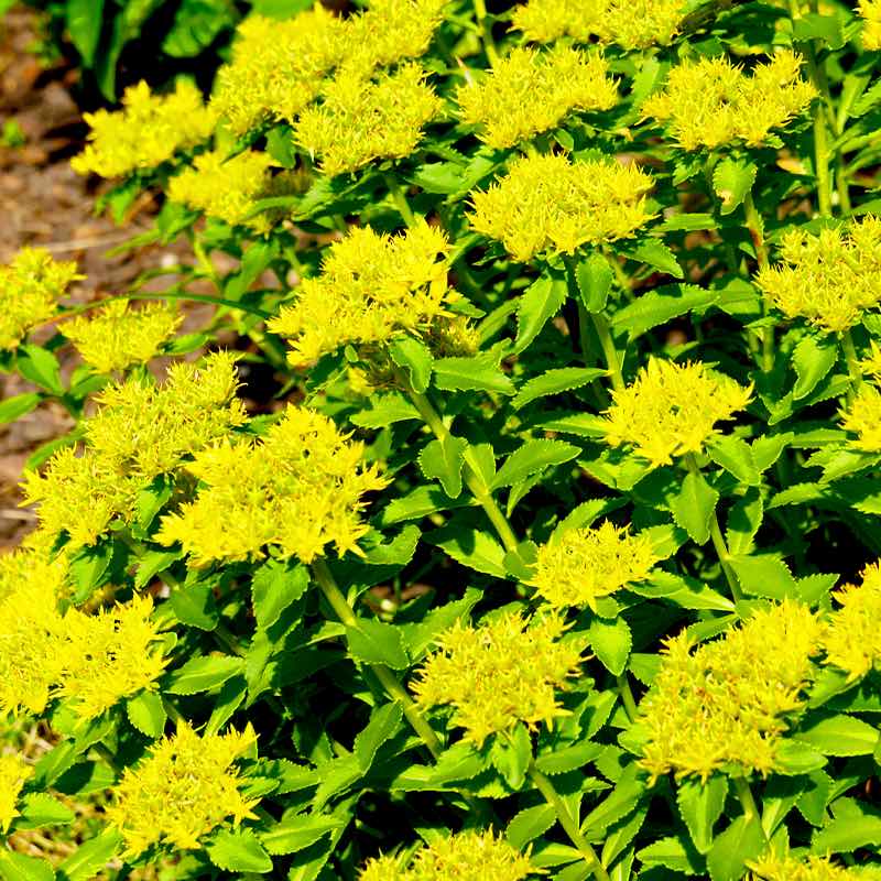 Sedum Aizoon bright yellow flowers with green leaves on a blurred natural background