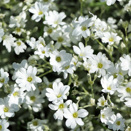Close-up of snow-in-summer flowers with green leaves