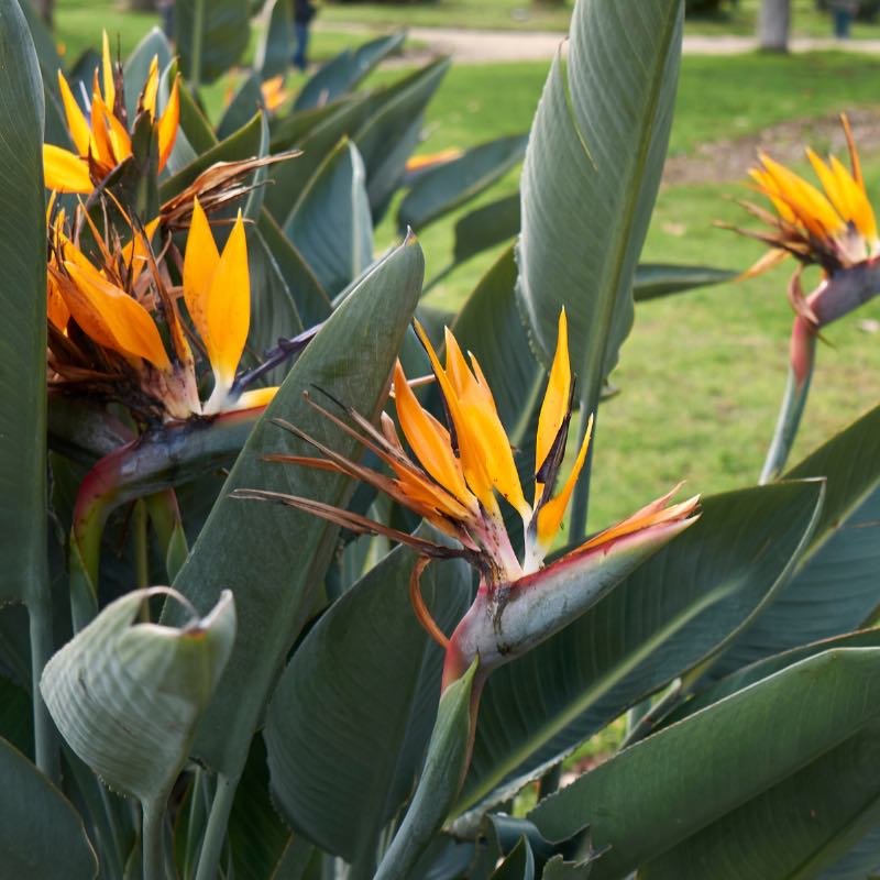 Close-up of orange and red bird-of-paradise flowers with green leaves.