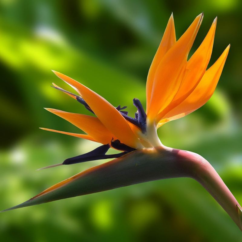 Close-up of an orange strelizia bird-of-paradise flower with a blurred green background