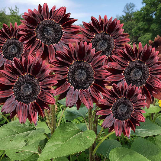 Close-up of dark red sunflowers with green leaves in the background