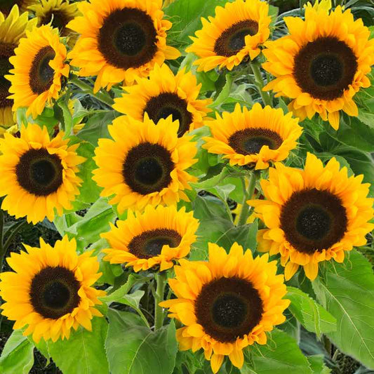 Close-up of a cluster of bright yellow dwarf sunflowers with green leaves.