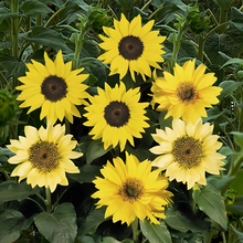 Load image into Gallery viewer, dwarf sunflowers - Gardening Plants And Flowers