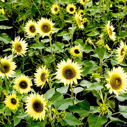 Dwarf Sunflowers in a field with green leaves