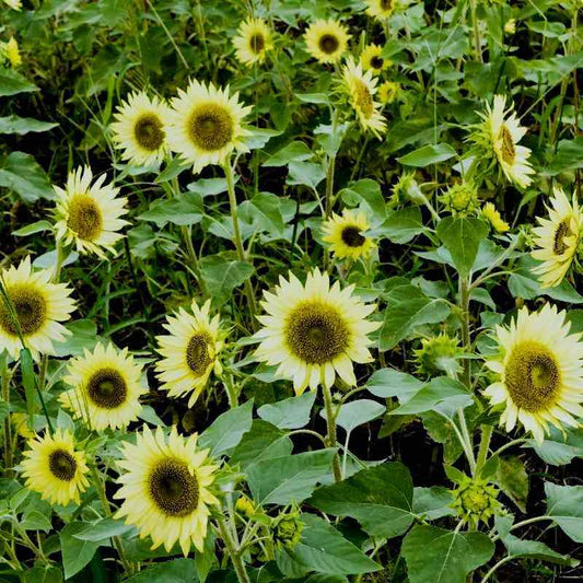 Dwarf Sunflower Seeds