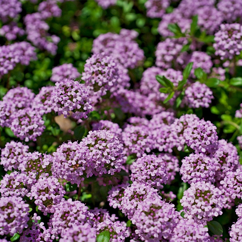 Creeping thyme close-up of purple flowers with green leaves