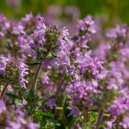 Close-up of creeping thyme flowers with green leaves on a blurred natural background