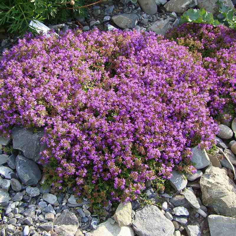 Purple thyme plant growing among rocks and gravel
