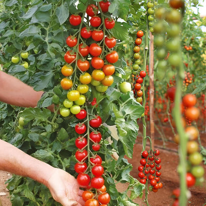 Hand picking cherry tomatoes from a vine in a greenhouse
