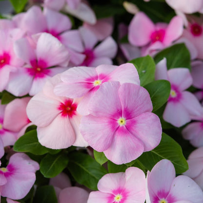 Periwinkle Seeds - Catharanthus Roseus - Vinca Rosea Dwarf - Ground Cover Plants