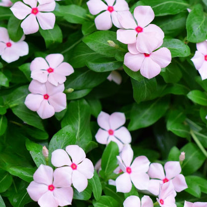 Periwinkle Seeds - Catharanthus Roseus - Vinca Rosea Dwarf - Ground Cover Plants