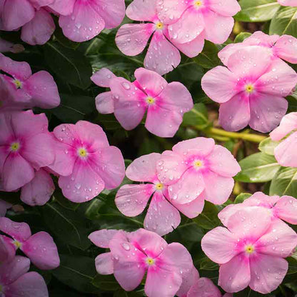 Periwinkle Seeds - Catharanthus Roseus - Vinca Rosea Dwarf - Ground Cover Plants