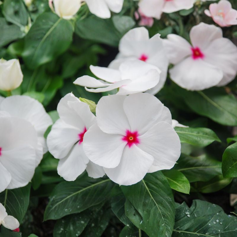 Periwinkle seeds - white with red bright eyes, vinca flowers with green leaves in a natural setting
