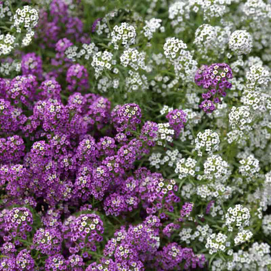 Alyssum Seeds - Lobularia Maritima Sweet Alyssum - Ground Cover Plants
