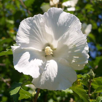 Hibiscus Seeds - Hibiscus Luna Series