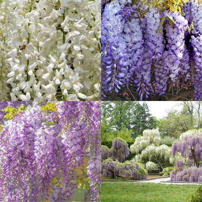 Wisteria Seeds - Climbing Vine - 2 Seed Packet