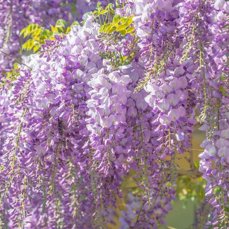 Close-up of purple wisteria flowers with a blurred background