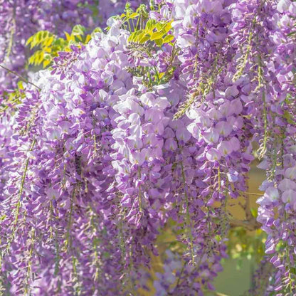 Close-up of purple wisteria flowers with a blurred background