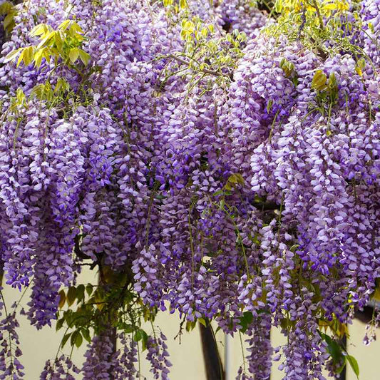 Large clusters of purple wisteria flowers hanging from a blooming vine plant.