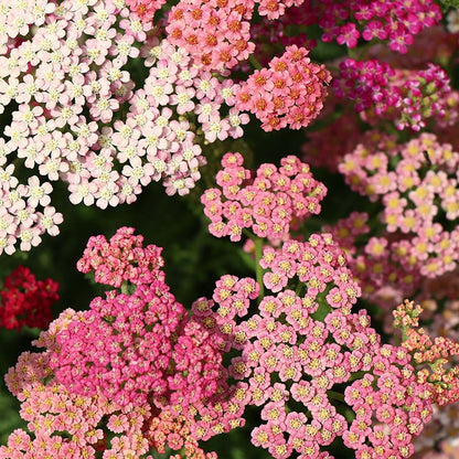 Close-up of pink and white Colorado Yarrow flowers with a blurred green background